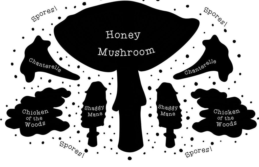 Pennslyvania Mushrooms Tee (ADULT SIZES)